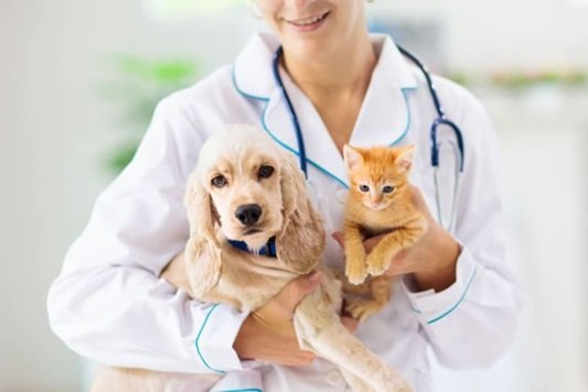 The Importance Of Routine Wellness Exams For Pets