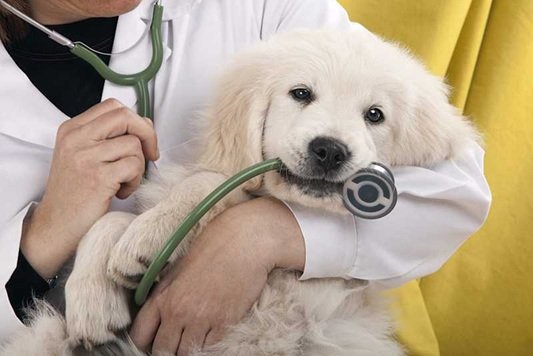 What To Expect During Your Pet’s Veterinary Visit