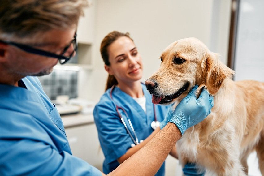 Tailoring Nutrition Plans: Strategies From Your General Vet