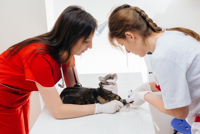 Why Preventive Care At A Veterinary Hospital Matters