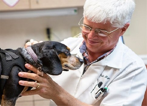 The Night Shift: Inside 24/7 Critical Care Units At Small Animal Hospitals