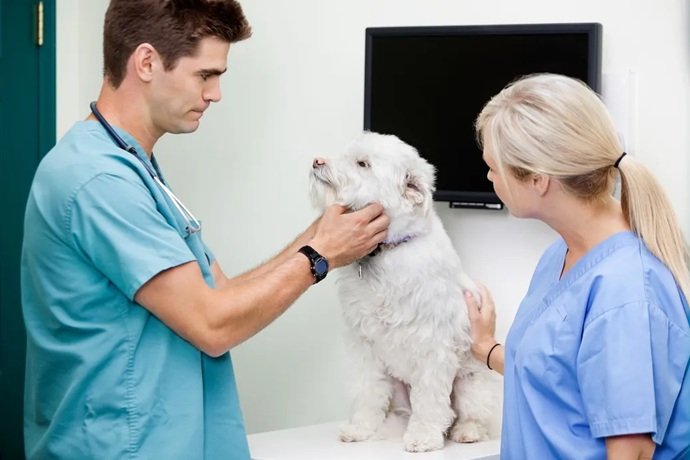 Vaccination And Preventive Care In General Veterinary Clinics
