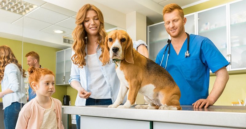 What To Expect During Your Pet’s First Visit To An Animal Clinic