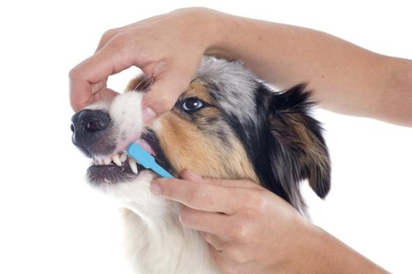 Dental Health For Pets: Why It’s More Important Than You Think