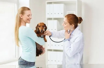 The Importance Of Wellness Exams For Pets Of All Ages