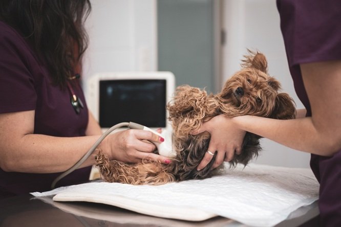 In House Diagnostics And Lab Testing At Animal Hospitals
