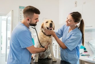 How General Veterinarians Provide Peace Of Mind For Families