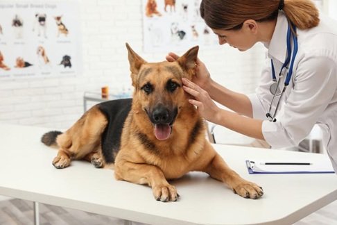 4 Common Services Offered At Local Animal Clinics