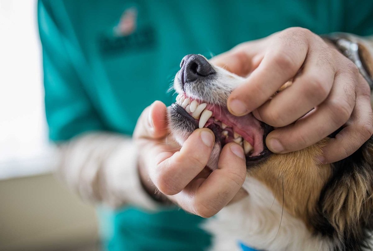 The Importance Of Dental Services In Veterinary Hospitals