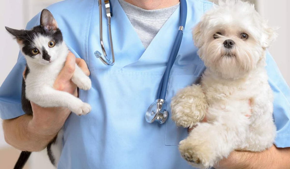 4 Common Services Offered At Local Animal Clinics