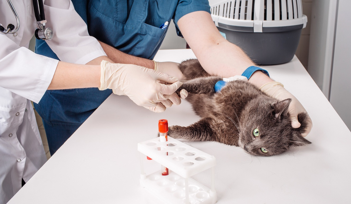 In House Diagnostics And Lab Testing At Animal Hospitals