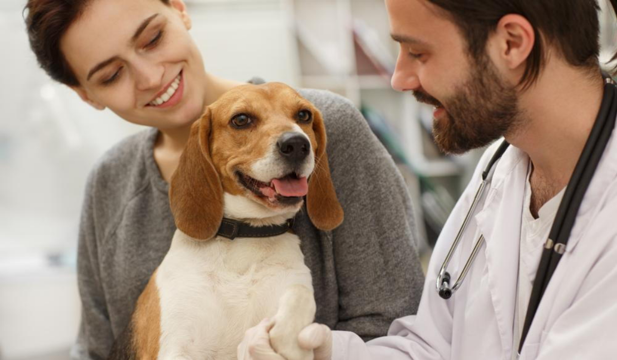 The Importance Of Wellness Exams For Pets Of All Ages